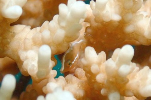 タテジマカワハギ