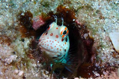 モンツキカエルウオ