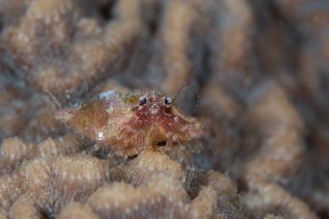 Pagurixus maorus