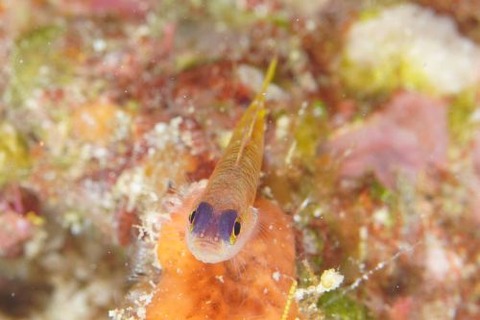 ダイトクベニハゼ