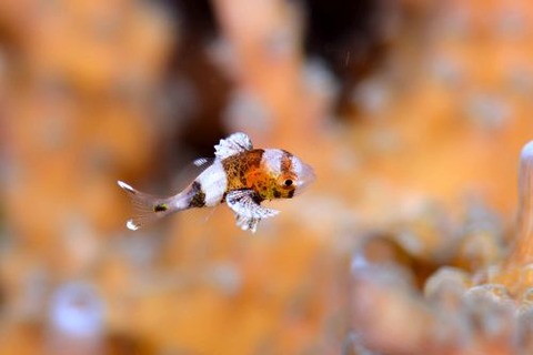 チョウチョウコショウダイ