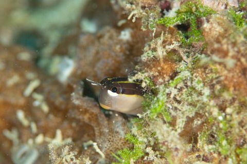 ヒトスジギンポ