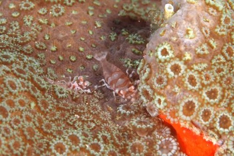 ヤクシマカクレエビ