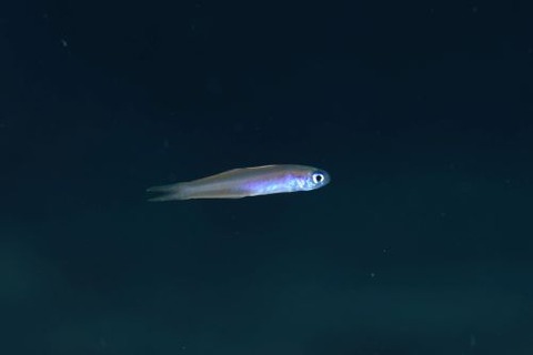 カグヤヒメハゼ