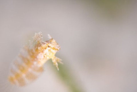 ハタタテギンポ