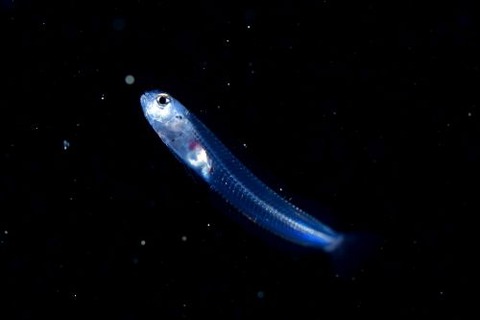 刺激的な水中生物