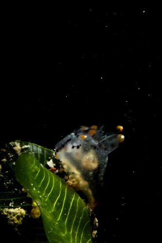 ツノザヤウミウシ