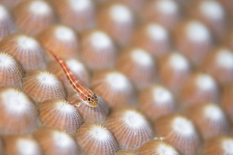 タテジマヘビギンポ