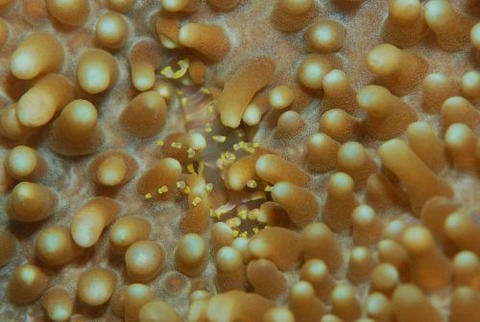 イソギンチャクモドキカクレエビ