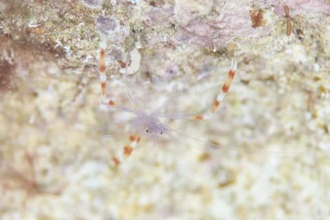 ステノプス・テヌイロストリス