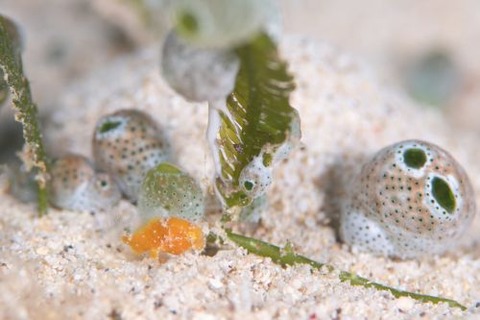 ボンボリカエルアンコウ