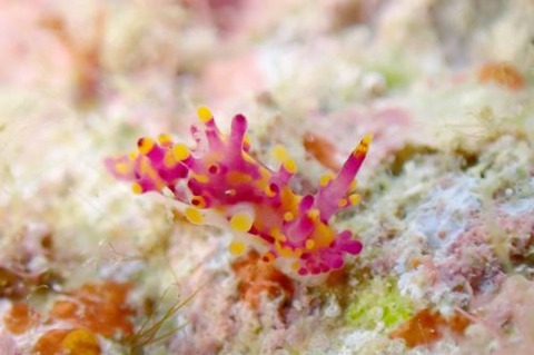 センヒメウミウシ