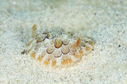 ゼニガタフシエラガイ