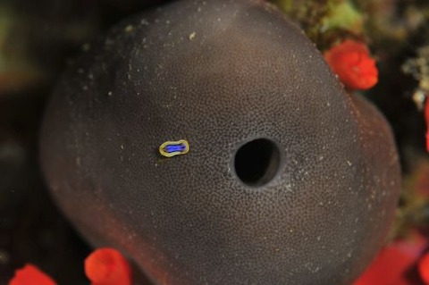 アンナウミウシ