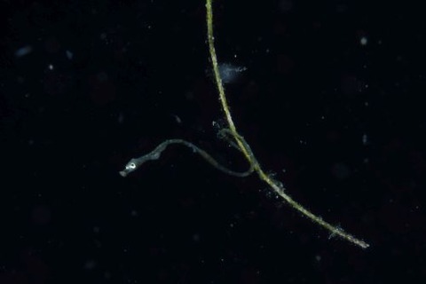 刺激的な水中生物