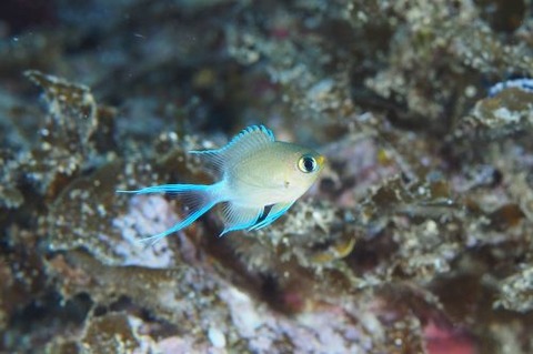 マルスズメダイ