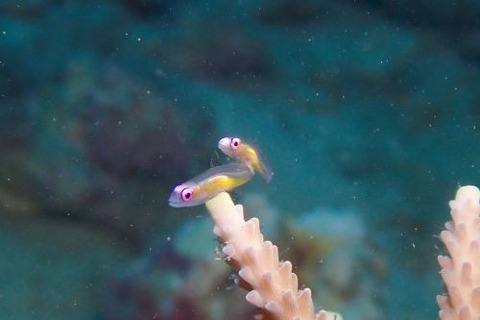 アカメハゼ