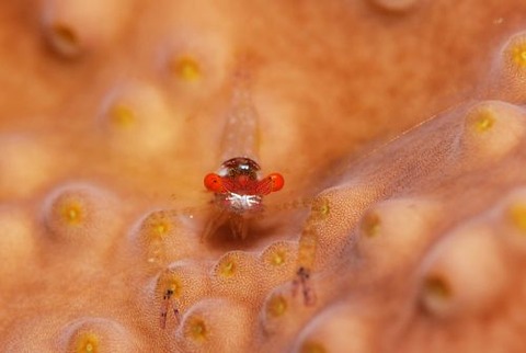 カメンカクレエビ