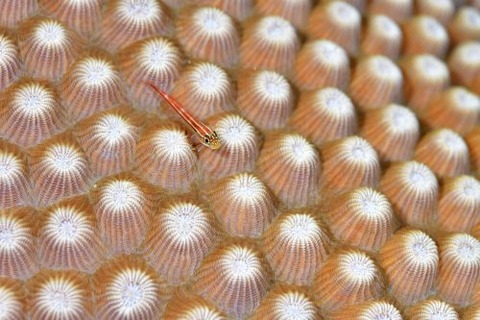 タテジマヘビギンポ