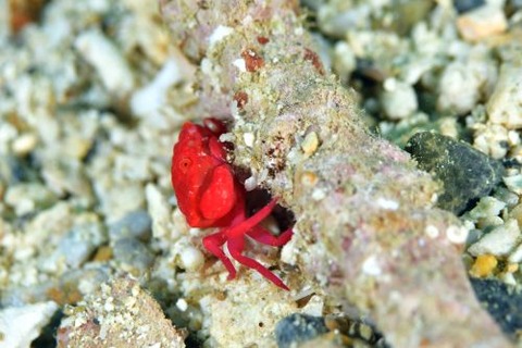 オウギガニ科の1種