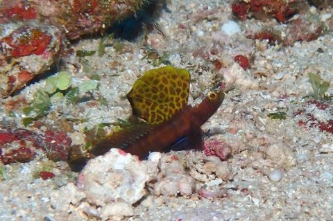 ホタテツノハゼ