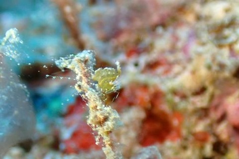 フィコカリス・シムランス