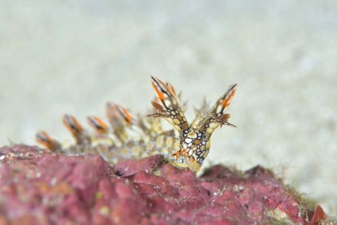 ヒオドシユビウミウシ