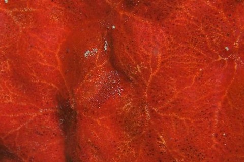 ヂェラストカリス・パロンアェ