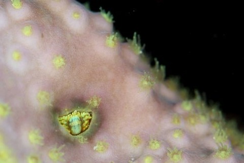 アシビロサンゴヤドリガニ