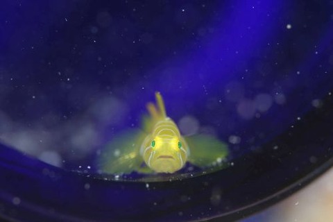 イレズミミジンベニハゼ