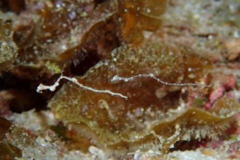 キオネミクティス・ルメンガニィ