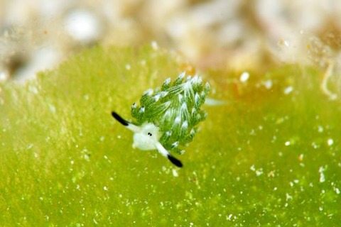 ウサギモウミウシ