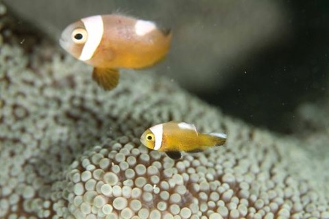 トウアカクマノミ