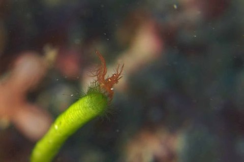 フィコカリス・シムランス