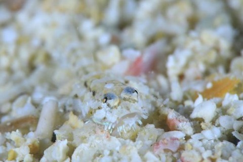 ヒゲモジャハゼ