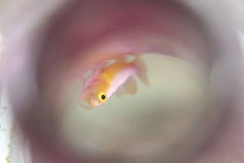 ナカモトイロワケハゼ