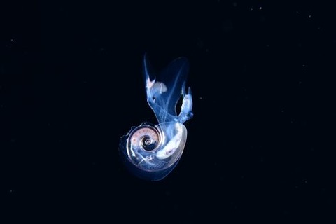 刺激的な水中生物