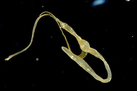 刺激的な水中生物