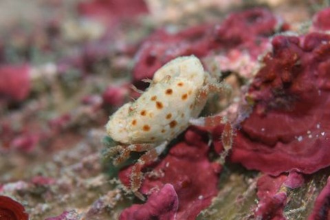 オウギガニ科の1種