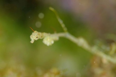 キオネミクティス・ルメンガニィ