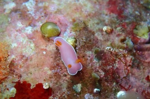 フジムスメウミウシ