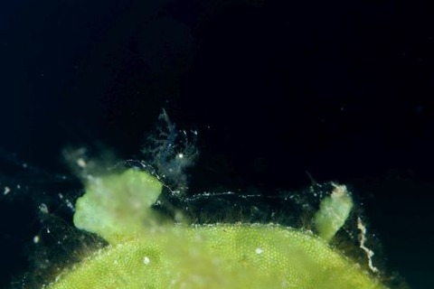 フィコカリス・シムランス