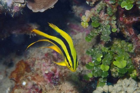 ヒレナガスズメダイ