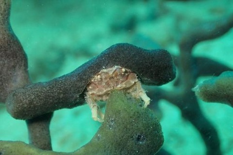 シカクイソカイカムリ