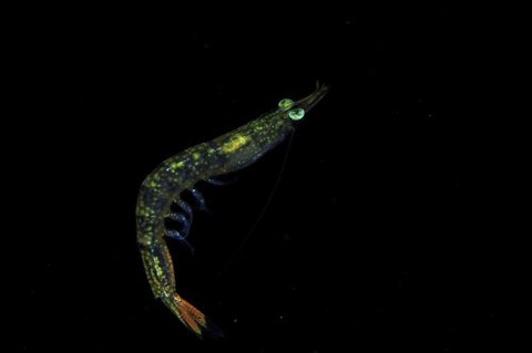 刺激的な水中生物