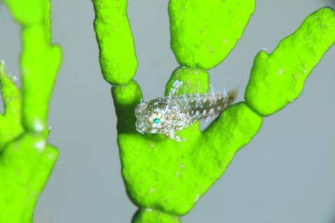 ハタタテギンポ