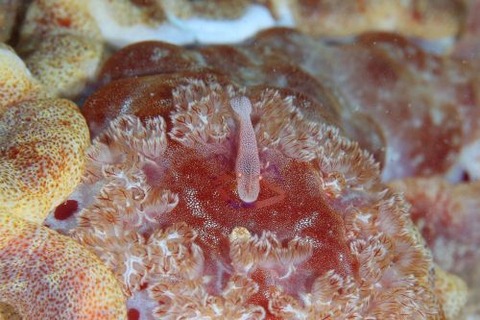 ウミウシカクレエビ