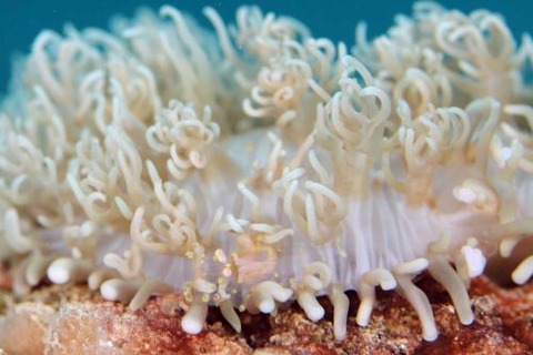 イソギンチャクモドキカクレエビ