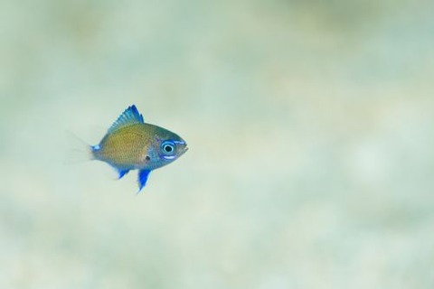 アマミスズメダイ