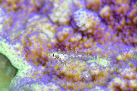 ヘビギンポ科の1種